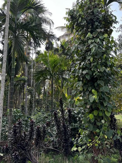 Our Plant Collection photo 12