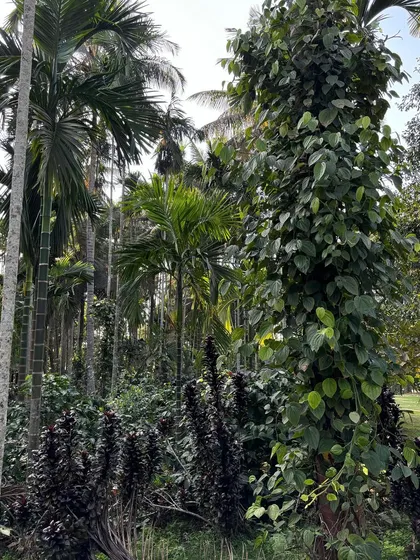 A lush, natural landscape filled with towering Areca palms and other tropical foliage. This is the kind of wild, untamed beauty that inspires our work and that we strive to recreate in our designs.