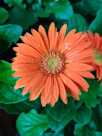 A close look at a beautiful orange Gerbera daisy. These flowers are so cheerful and are a simple way to bring happiness and color into your home.