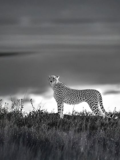 This composition brings you closer to the cheetah's world. The rich blacks and whites create a sense of depth and mood, turning a simple moment into a piece of fine art.