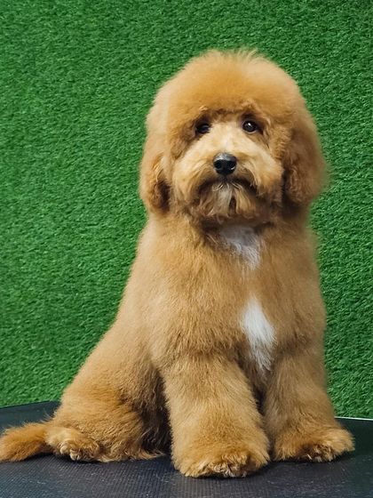 Pets Forever - Full Service Dog Grooming Fluffy & Fabulous: Scissor Finishes photo 4