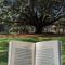 Cubbon Reads