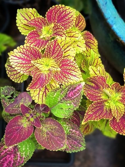 Flowering Beauties photo 21