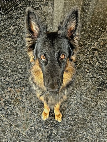 Canine Coach Disha - Dog Socialization & Confidence Building Meet My Co-Trainer, Duggu photo 16