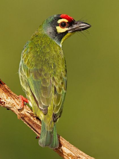 A Coppersmith Barbet, named for its metronomic, metallic call that sounds like a coppersmith at work.
