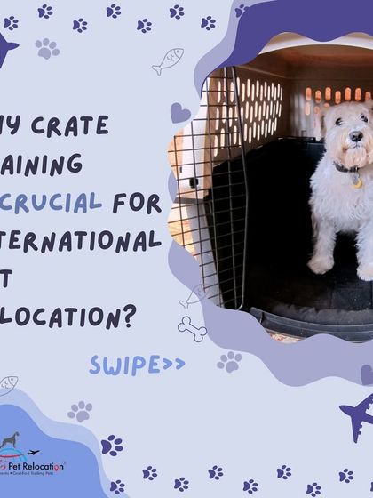 Anvis - Pet Relocation Preparing for Travel: Health, Safety & Documentation photo 27