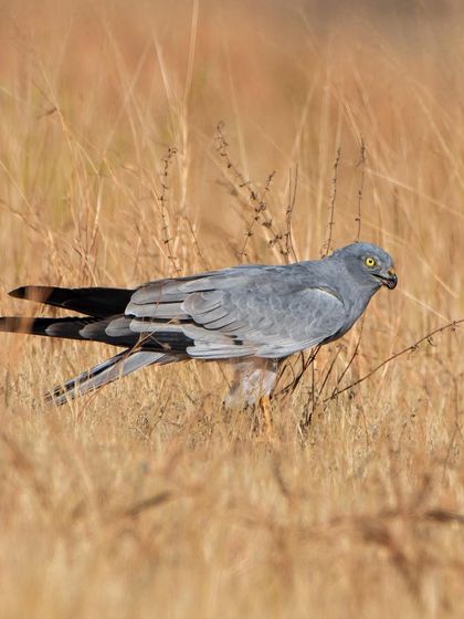 A male Montagu's Harrier, locally called 'Monya', moving through the dry grasslands of Bhigwan.