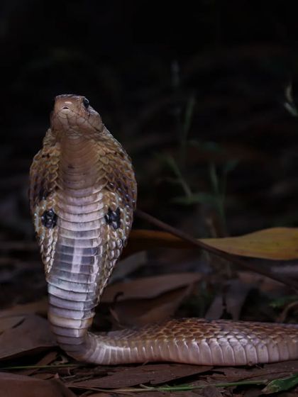 A close-up portrait of an Indian Spectacled Cobra, showcasing the intricate details of its scales and the famous spectacle mark on its hood.