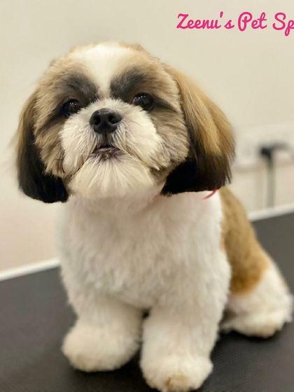 Zeenu's Pet Spa - Dog Grooming & Spa Breed-Specific Styling: Shih Tzu, Lhasa & More photo 4