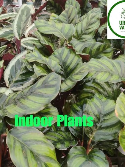 Another variety of the Rattlesnake Calathea.