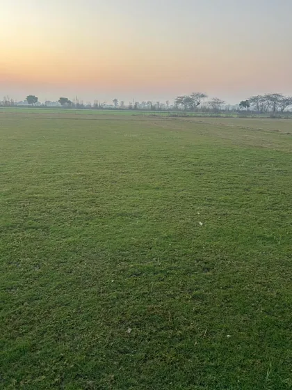 A wide expanse of my natural grass farm. I have acres of land dedicated to growing different varieties of turf.