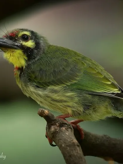 The cutest little pudgling! A juvenile Coppersmith Barbet, looking fluffy and slightly clumsy as it explores the world outside its nest.