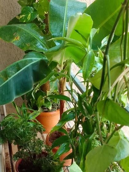 Lush Indoor & Sheltered Spaces photo 16