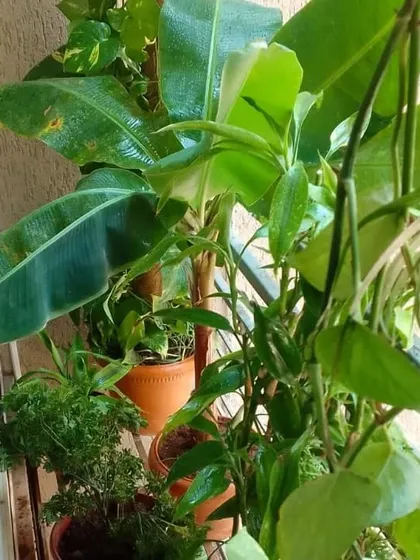 A lush collection of plants, including a Banana Plant, thriving in a well-lit indoor or covered balcony area.