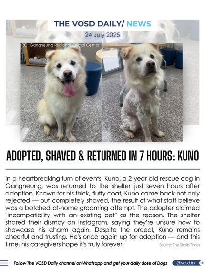 A two-year-old rescue dog named Kuno was adopted, shaved, and returned to a shelter in just seven hours. Despite the ordeal, the cheerful dog is up for adoption again, with his caregivers hoping for a true forever home.