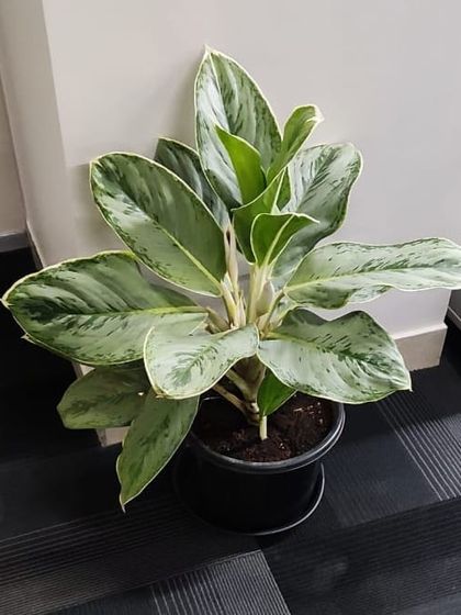 Corporate & Office Plantscaping photo 21