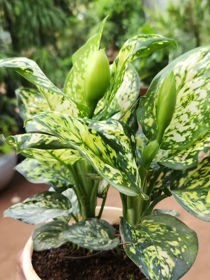 This Green Aglaonema shows off a classic variegated pattern. It's a reliable and attractive houseplant that adapts well to lower light conditions.