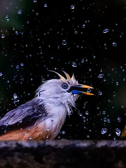 Freezing a moment like this Malabar Starling enjoying a bath in the Thattekad forest is pure joy. See how each water droplet is a tiny, suspended jewel. This is the result of understanding your camera and the light, allowing you to capture the textures and split-second action that the naked eye often misses.