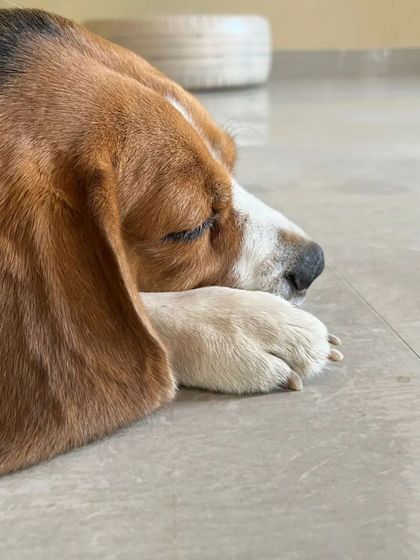 Snugglys Paw House - Pet Daycare The Paw House: Cozy Indoor Comforts photo 3