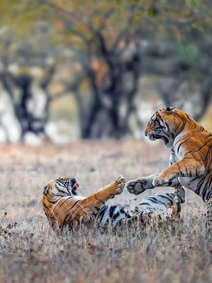 Wild Encounters: Action & Behavior photo 25