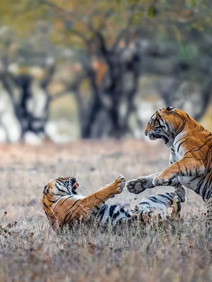 A powerful action shot of the two tigers interacting in the open grasslands.