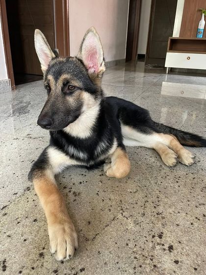 PL Paws - Animal Rescue & Rehabilitation Happy Tails: Our Adoption Stories photo 55