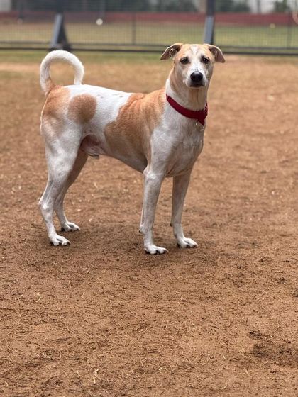 Yoda standing proudly in our yard. He is happy and active during his stays with us.