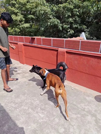 Playtime isn't just for the dogs; it's for us too. I and my staff are always present and engaged, supervising play and making sure every dog feels included and safe.