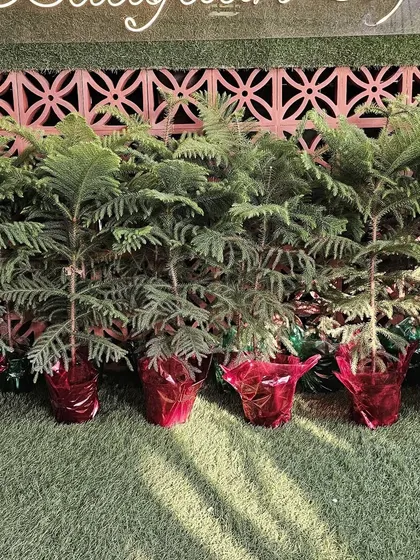 Our little Christmas trees all lined up. These living trees can be cared for long after the holidays are over.