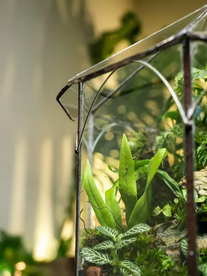 This detail shot shows the elegant lines of the glass house structure. It's a beautiful and sustainable green gift for any occasion.