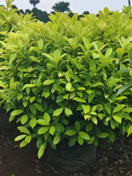 A row of Panda Ficus bushes in the nursery.