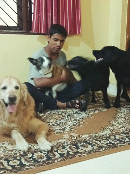 A full house of happy dogs. It's a joy to be surrounded by them.