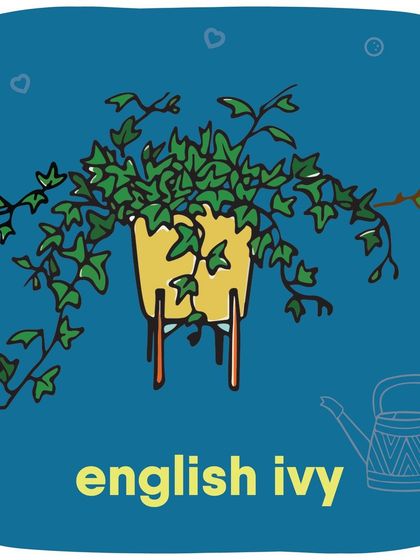 English Ivy is another common plant that is poisonous to pets. Keep it out of reach to avoid any accidental nibbling.