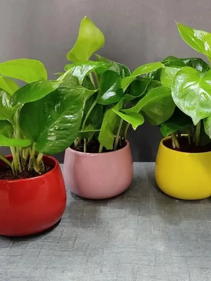Our simple yet elegant plant gifts are perfect for any personal occasion. This set of Golden Pothos plants in vibrant red, pink, yellow, and white ceramic pots adds a pop of color and life to any home or office space.
