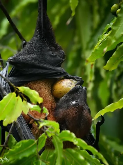 A tender moment between the mother bat and her pup. These photos from Juhu highlight the amazing wildlife that lives right in the heart of Mumbai.
