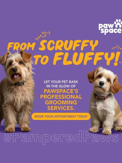 I specialize in transformations that go from scruffy to fluffy. This shows the power of a professional grooming session, which not only improves appearance but also coat health and overall comfort for your pet.
