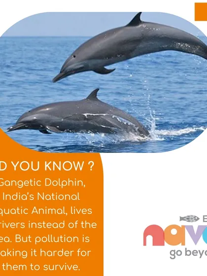 Highlighting the plight of the Gangetic Dolphin, this image serves to educate children about India's national aquatic animal and the impact of pollution, a key topic in my eco-focused programs.