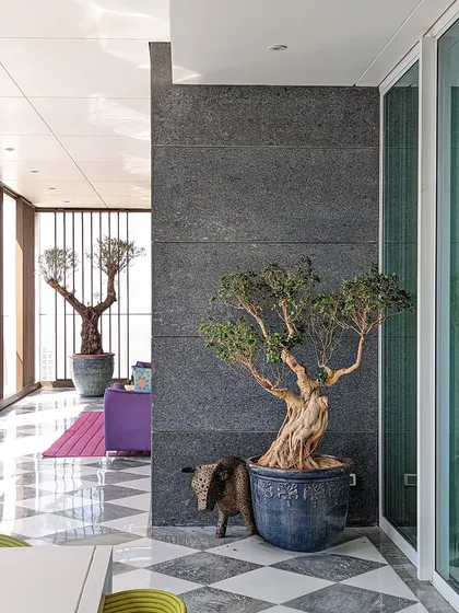 Large statement plants transform a space. Here, a gnarled Bonsai and a mature Olive Tree act as bold, stylish focal points in a modern interior.