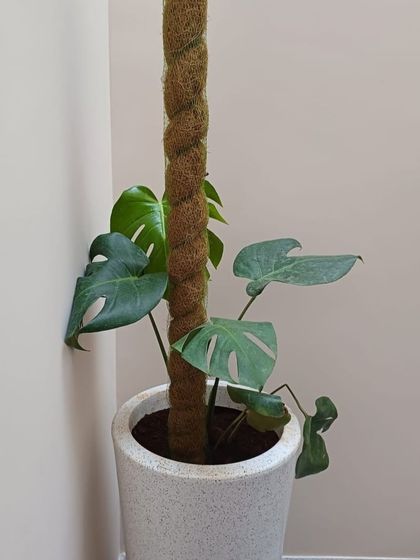 The Garden Hub - Garden Maintenance Indoor Plant & Pot Styling photo 5