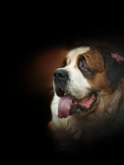 A vignetted studio portrait of the Saint Bernard, creating a classic, painterly feel. This style is perfect for turning into wall art.