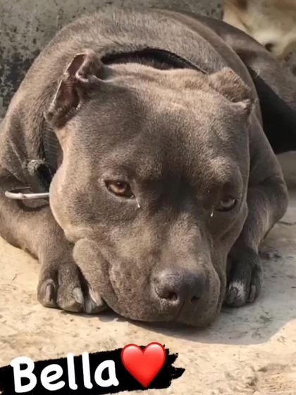 A close-up of Bella, my female American Bully. She has such soulful eyes. She is a key part of my breeding program and a beloved pet.