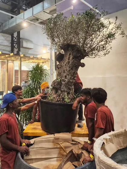 Diwali season is our most hectic time, but our wonderful team always pulls through with a smile. This candid shot of them installing a huge Olive Tree captures their incredible spirit.