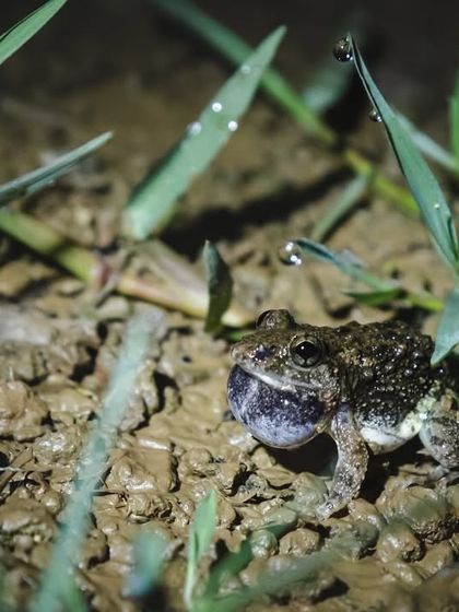 A male frog calling, its vocal sac expanded. The sounds of frogs are a key part of the monsoon nightlife we explore.