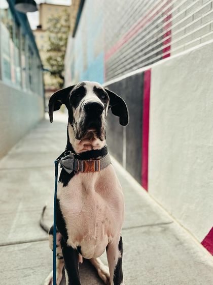 Tulsa Dog Trainer - Immersive Board & Train Programs Board & Train Graduates photo 80