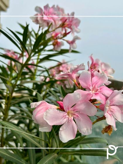 Our Native Plant Showcase photo 3