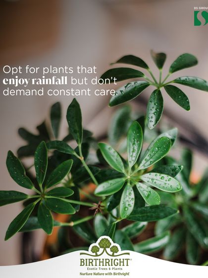 For a low-maintenance monsoon garden, opt for plants that enjoy rainfall but don't demand constant care, like this Dwarf Umbrella Tree (Schefflera).
