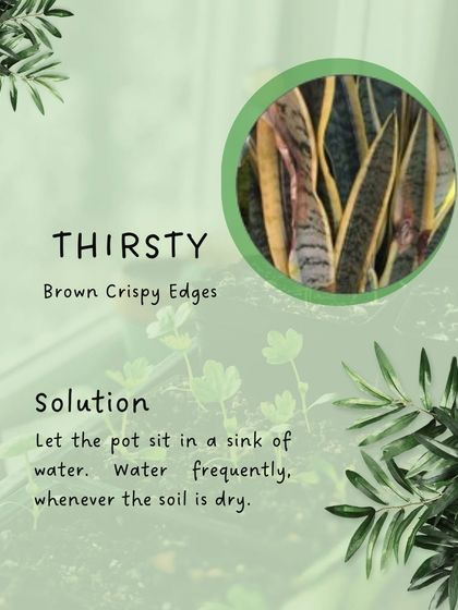 Hygrinz - Garden Maintenance Gardening Know-How: Tips & Techniques photo 47