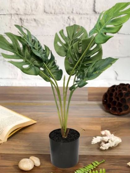 A young Monstera Deliciosa plant, perfect for a tabletop or desk. We offer plants at all stages of growth, allowing you to watch them mature and develop their iconic split leaves.