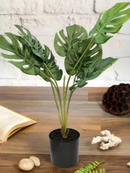 A small Monstera plant on a desk next to a book. This demonstrates how our plants can serve as the perfect accessory to make a workspace feel more personal and inspiring.