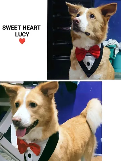 Here is Lucy, a handsome Indie dog, looking absolutely dapper in his tuxedo bandana after a full grooming session. We believe every rescued dog deserves to be pampered and shown just how special they are, and Lucy is a perfect example of a happy, confident dog ready for adoption.